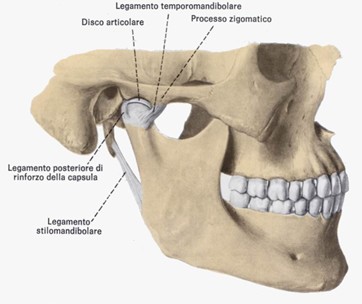 Articolazione-Temporo-Mandibolare1
